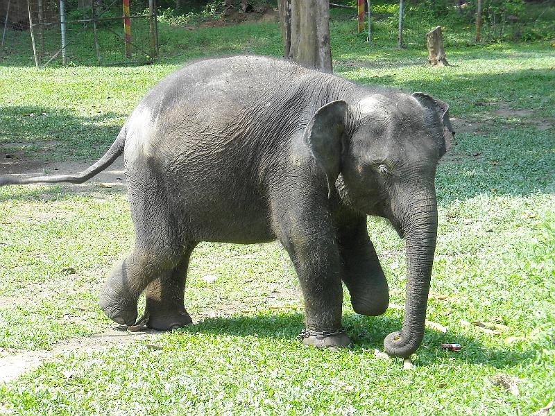 Maleisie (263).jpg